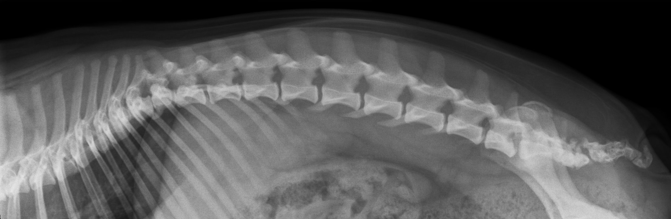 Röntgenbild von lateral links caudaler Bereich