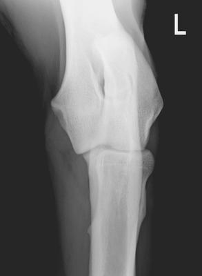 Röntgenbild einer Ellbogengelenkdysplasie-Aufnahme kraniokaudal (15° proniert)